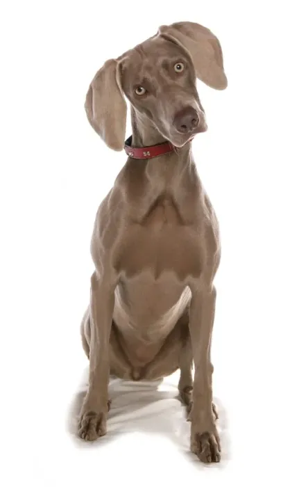 Framed Print : Domestic Dog, Weimaraner, short-haired variety, adult female, with collar, sitting