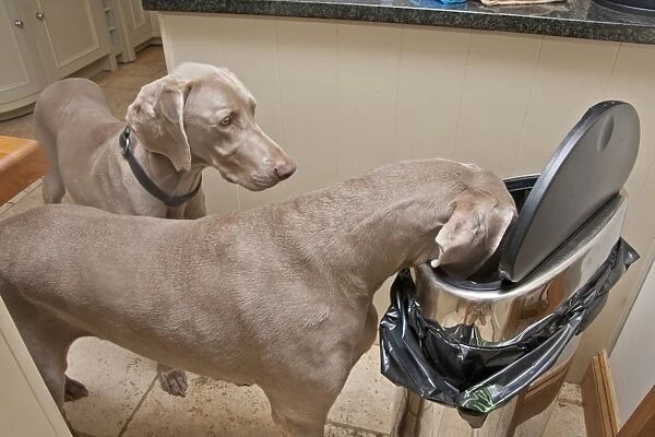 Domestic Dog, Weimaraner, short-haired variety, two adults, raiding bin in kitchen, England, January