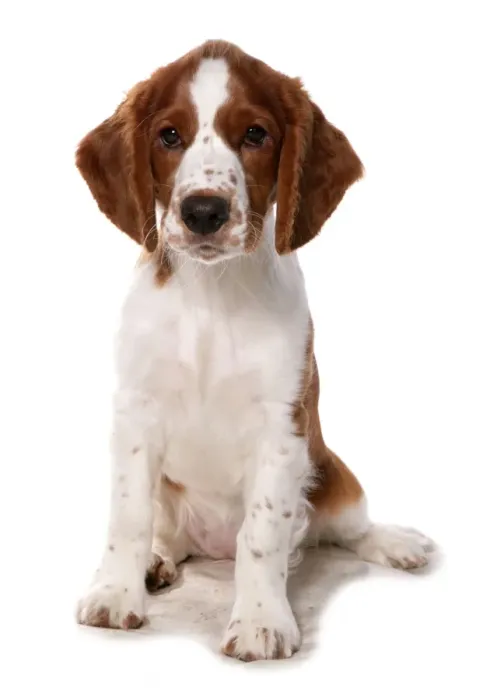 Framed Print : Domestic Dog, Welsh Springer Spaniel, puppy, sitting