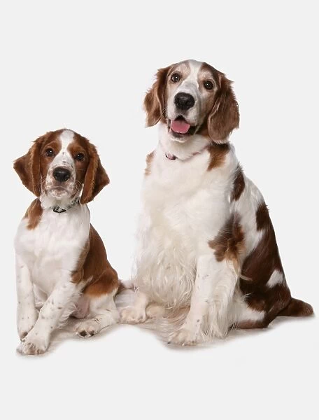 Domestic Dog, Welsh Springer Spaniel, adult and puppy, sitting, with collars