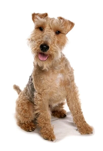 Domestic Dog, Welsh Terrier, adult, sitting