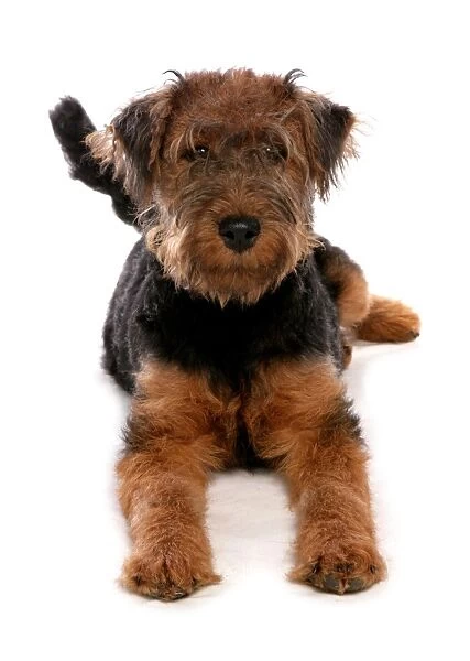 Domestic Dog, Welsh Terrier, puppy, laying