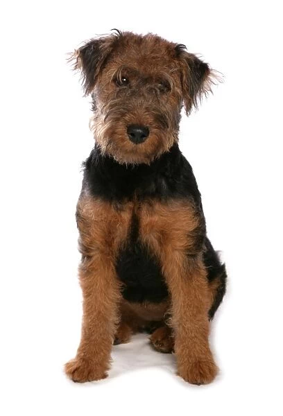 Domestic Dog, Welsh Terrier, puppy, sitting