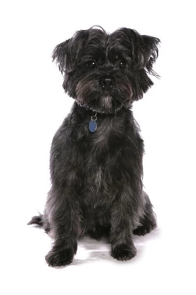 Domestic Dog, Weshi (Shih Tzu x West Highland Terrier), adult, sitting, with collar and tag