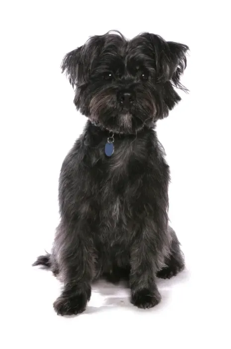 Framed Print : Domestic Dog, Weshi (Shih Tzu x West Highland Terrier), adult, sitting, with collar and tag Framed Print : Domestic Dog, Weshi (Shih Tzu x West Highland Terrier), adult, sitting, with collar and tag