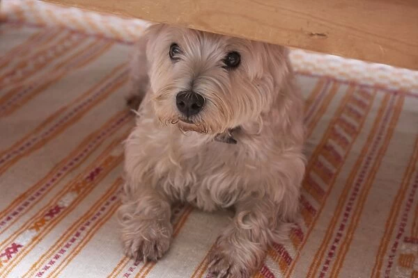 Domestic Dog, West Highland White Terrier, adult, hiding under furniture, England, September