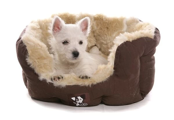 Domestic Dog, West Highland White Terrier, puppy, laying in bed