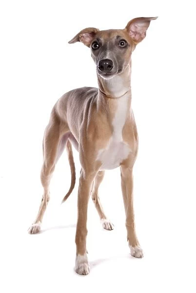 Domestic Dog, Whippet, adult, with collar, standing