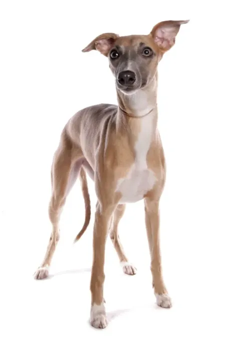 Framed Print : Domestic Dog, Whippet, adult, with collar, standing Framed Print : Domestic Dog, Whippet, adult, with collar, standing
