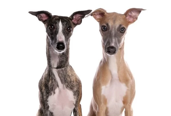 Domestic Dog, Whippet, two adults, close-up of heads