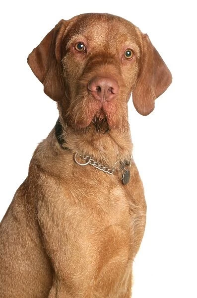 Domestic Dog, Wire-haired Hungarian Vizsla, adult, close-up of head, with collar and tag
