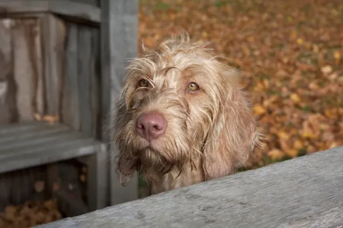 Framed Print : Domestic Dog, Wire-haired Hungarian Vizsla, female puppy, close-up of head, beside park shelter, England, october Framed Print : Domestic Dog, Wire-haired Hungarian Vizsla, female puppy, close-up of head, beside park shelter, England, october