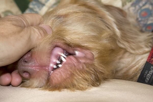 Domestic Dog, Wire-haired Hungarian Vizsla, female puppy, close-up of head, with owner checking teeth, England