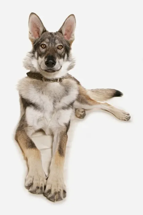 Framed Print : Domestic Dog, Wolfdog, adult, laying Framed Print : Domestic Dog, Wolfdog, adult, laying