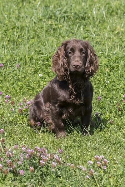 Domestic Dog, Working Cocker Spaniel, juvenile female, seven months old, sitting in meadow, Suffolk, England, May