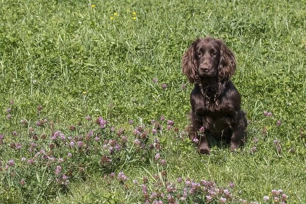 Domestic Dog, Working Cocker Spaniel, juvenile female, seven months old, sitting in meadow, Suffolk, England, May