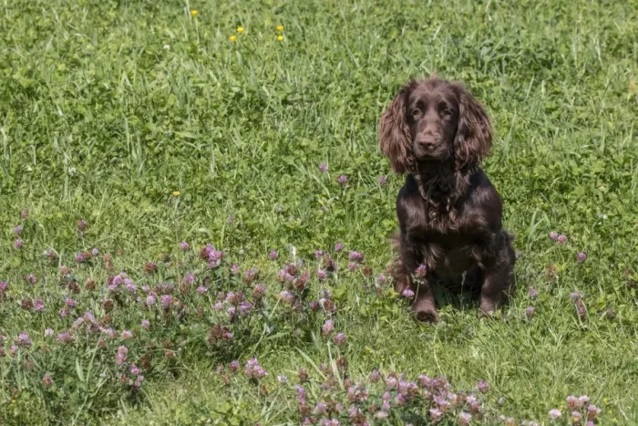 Framed Print : Domestic Dog, Working Cocker Spaniel, juvenile female, seven months old, sitting in meadow, Suffolk, England, May Framed Print : Domestic Dog, Working Cocker Spaniel, juvenile female, seven months old, sitting in meadow, Suffolk, England, May