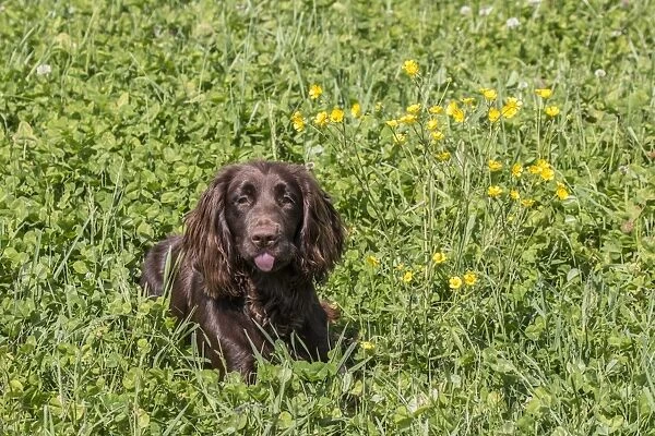 Domestic Dog, Working Cocker Spaniel, juvenile female, seven months old, laying in meadow, Suffolk, England, May