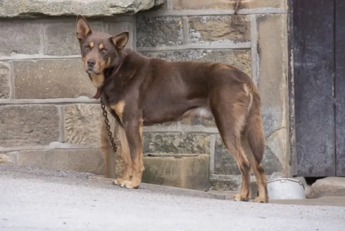 Framed Print : Domestic Dog, Working Kelpie, adult, sheepdog chained in farmyard, Holmfirth, West Yorkshire, England, August