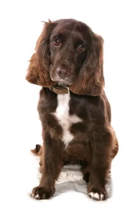 Framed Print : Domestic Dog, Working Spaniel, adult, sitting, with collar Framed Print : Domestic Dog, Working Spaniel, adult, sitting, with collar