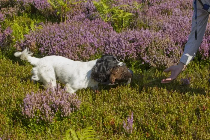Framed Print : Domestic Dog, Working Spaniel, adult, with shot Red Grouse (Lagopus lagopus scoticus) in mouth Framed Print : Domestic Dog, Working Spaniel, adult, with shot Red Grouse (Lagopus lagopus scoticus) in mouth
