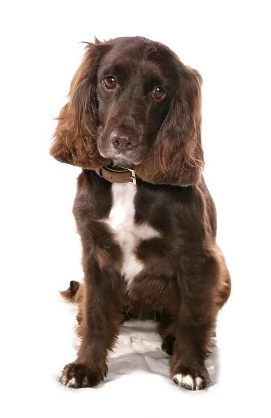Domestic Dog, Working Spaniel, adult, sitting, with collar