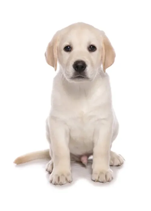 Framed Print : Domestic Dog, Yellow Labrador Retriever, puppy, sitting Framed Print : Domestic Dog, Yellow Labrador Retriever, puppy, sitting