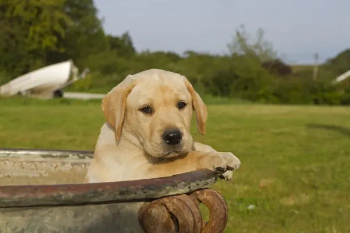 Framed Print : Domestic Dog, Yellow Labrador Retriever, puppy, looking out from urn, Norfolk, England, august Framed Print : Domestic Dog, Yellow Labrador Retriever, puppy, looking out from urn, Norfolk, England, august