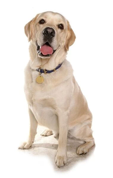 Domestic Dog, Yellow Labrador Retriever, adult, sitting, with collar and tag