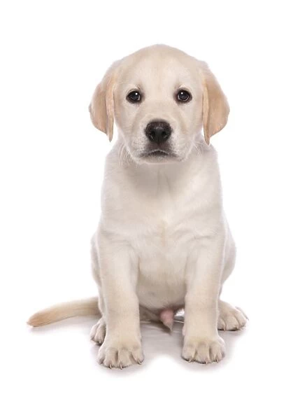 Domestic Dog, Yellow Labrador Retriever, puppy, sitting