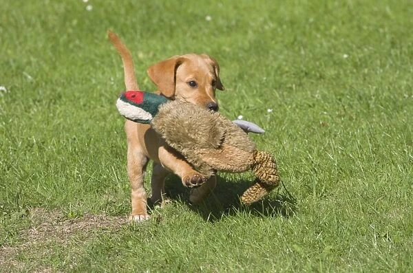 Domestic Dog, Yellow Labrador Retriever, puppy, running and playing with toy pheasant, Norfolk, England, august