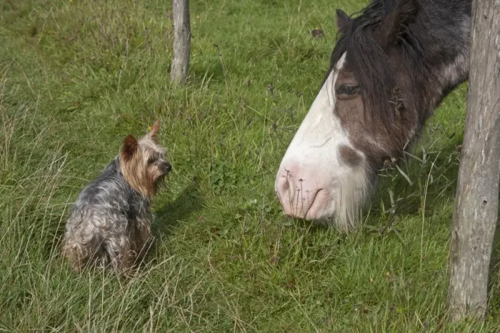Framed Print : Domestic Dog, Yorkshire Terrier, adult, and Horse, adult, looking at each other under fence, England, August Framed Print : Domestic Dog, Yorkshire Terrier, adult, and Horse, adult, looking at each other under fence, England, August