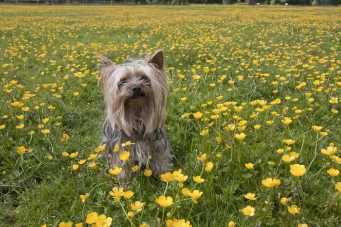 Framed Print : Domestic Dog, Yorkshire Terrier, adult, sitting amongst flowering buttercups in meadow, West Sussex, England, June Framed Print : Domestic Dog, Yorkshire Terrier, adult, sitting amongst flowering buttercups in meadow, West Sussex, England, June