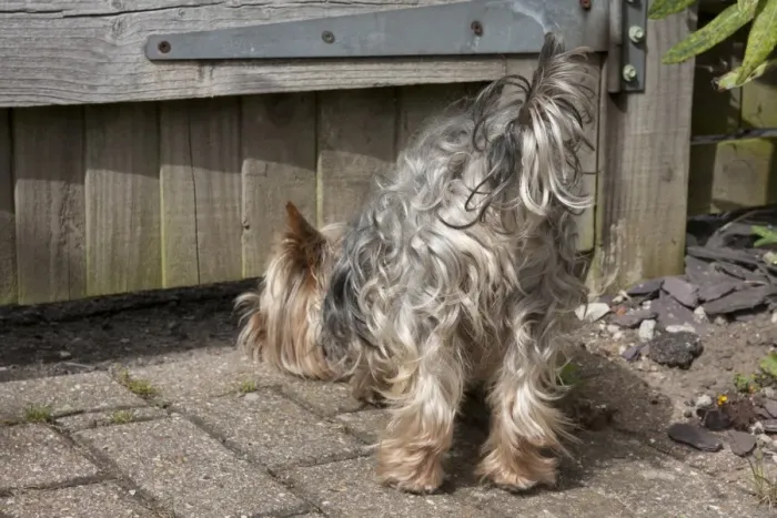 Framed Print : Domestic Dog, Yorkshire Terrier, adult male, sniffing under garden gate, England, January Framed Print : Domestic Dog, Yorkshire Terrier, adult male, sniffing under garden gate, England, January