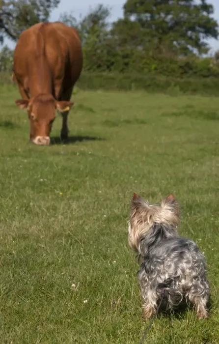 Framed Print : Domestic Dog, Yorkshire Terrier, adult male, on lead, looking at cow grazing in pasture, England, June Framed Print : Domestic Dog, Yorkshire Terrier, adult male, on lead, looking at cow grazing in pasture, England, June