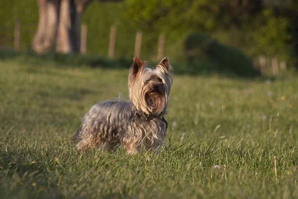 Domestic Dog, Yorkshire Terrier, adult, standing in meadow, West Sussex, England, May