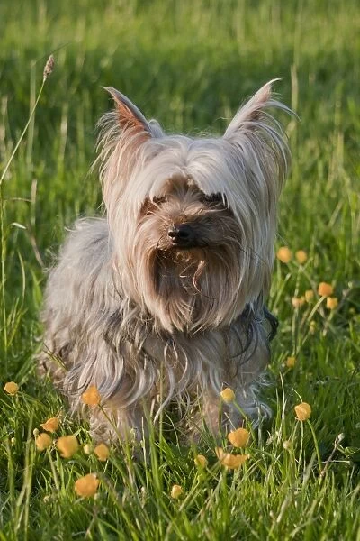 Domestic Dog, Yorkshire Terrier, adult, standing amongst flowering buttercups in meadow, West Sussex, England, May