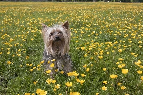 Domestic Dog, Yorkshire Terrier, adult, sitting amongst flowering buttercups in meadow, West Sussex, England, June