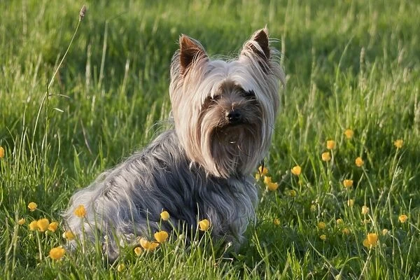 Domestic Dog, Yorkshire Terrier, adult, sitting amongst flowering buttercups in meadow, West Sussex, England, May