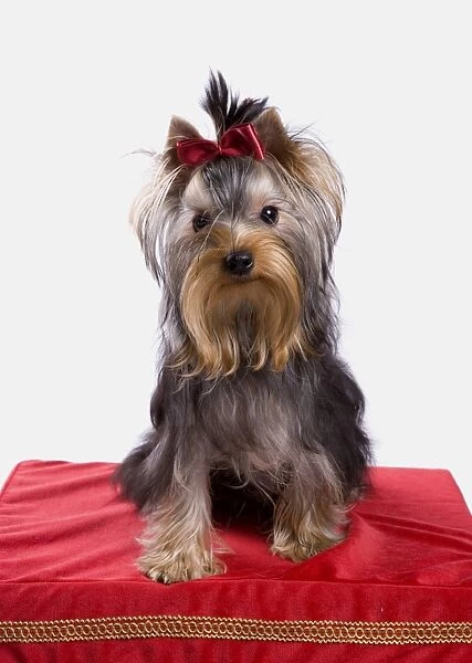 Domestic Dog, Yorkshire Terrier, adult female, with bow in hair, sitting on stool