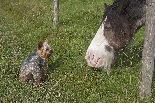 Domestic Dog, Yorkshire Terrier, adult, and Horse, adult, looking at each other under fence, England, August