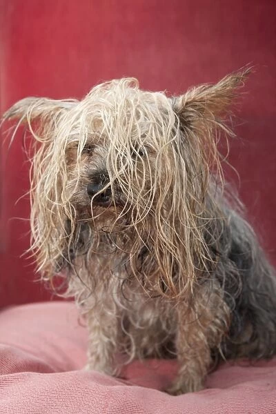 Domestic Dog, Yorkshire Terrier, adult male, with tangled wet hair, England, October