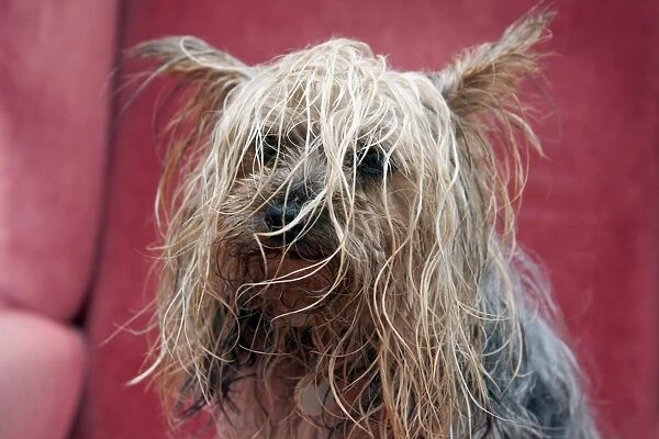 Domestic Dog, Yorkshire Terrier, adult male, close-up of head, with tangled wet hair, England, October