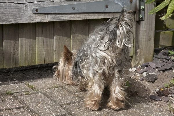 Domestic Dog, Yorkshire Terrier, adult male, sniffing under garden gate, England, January