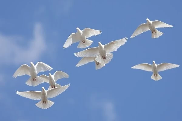 Domestic Dove (Columba livia domestica) eight adults, flock in flight, Norfolk, England, September