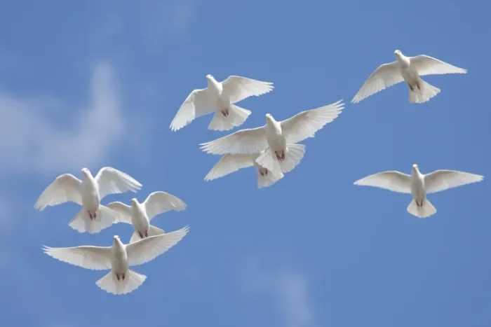 Framed Print : Domestic Dove (Columba livia domestica) eight adults, flock in flight, Norfolk, England, September Framed Print : Domestic Dove (Columba livia domestica) eight adults, flock in flight, Norfolk, England, September