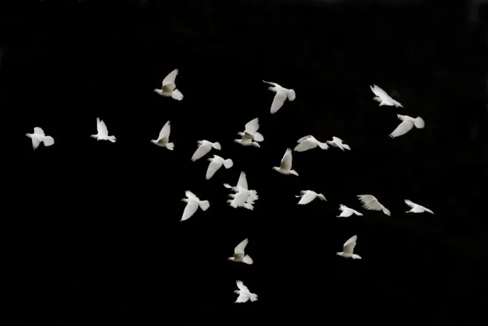 Framed Print : Domestic Dove (Columba livia domestica) white adults, flock in flight, against black background, Norfolk, England Framed Print : Domestic Dove (Columba livia domestica) white adults, flock in flight, against black background, Norfolk, England