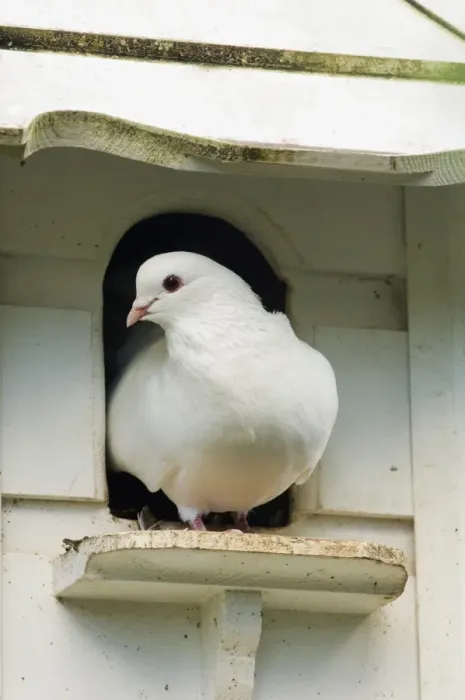 Framed Print : Domestic Dove (Columba sp. ) white fantail, adult, standing at dovecote entrance, Cornwall, England, september