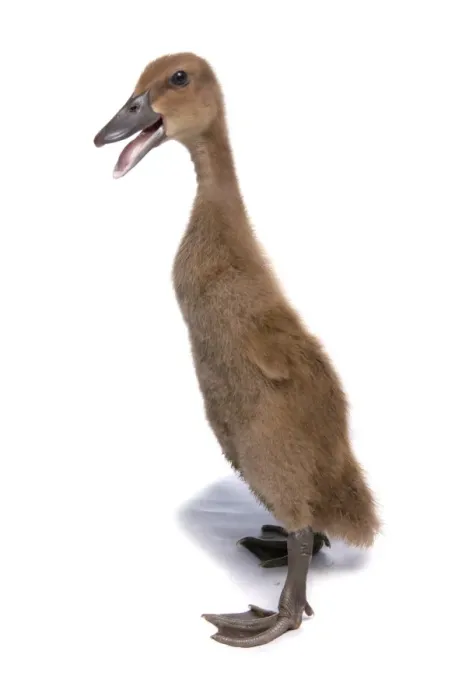 Framed Print : Domestic Duck, Indian Runner Duck, duckling, standing and calling