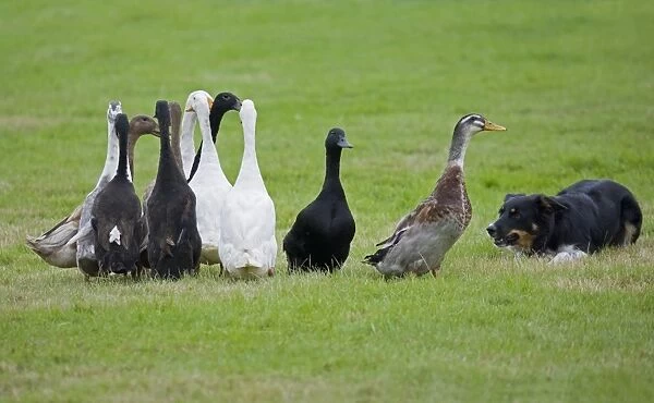 Domestic Duck, Indian Runner Duck, adults, flock being herded by collie sheepdog, England, September